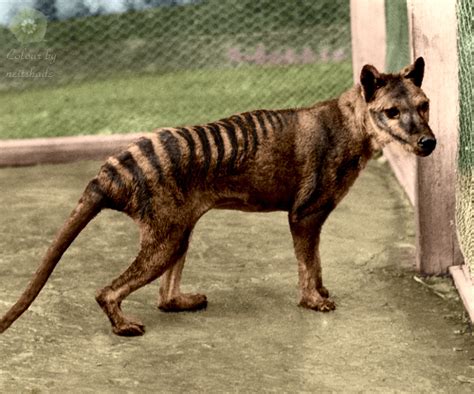 Extinct Animals That Come Back