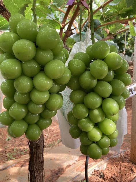 Shine Muscat Grapes Most Expensive Grapes in the World [OC] [3024x4032 ...