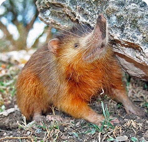 Solenodon | Cards, the Universe and Everything Wiki | Fandom