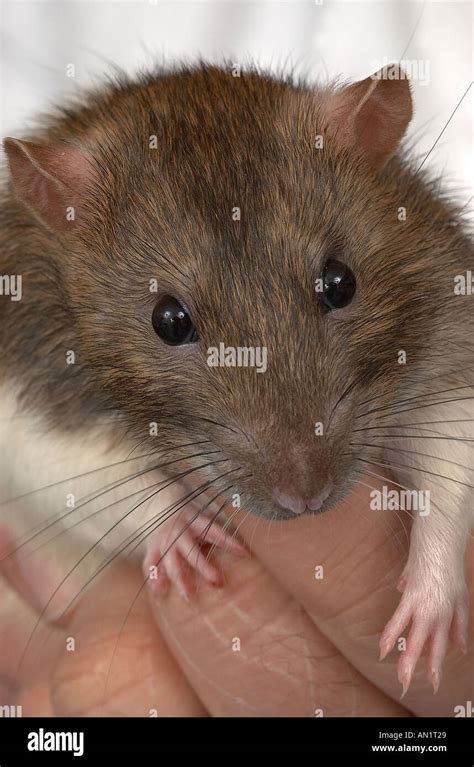 Hooded Rat High Resolution Stock Photography and Images - Alamy