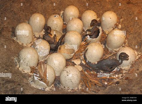 dinosaur educational display  res stock photography  images alamy