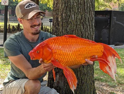 Record goldfish, angler lands giant at college pond - Texas Hunting