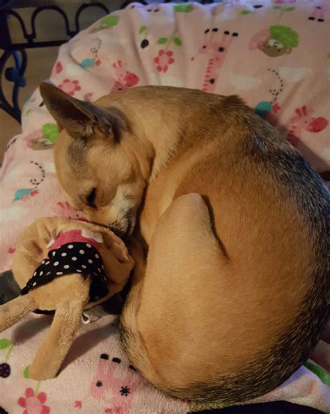 Twinkles the Deer Head Chihuahua
