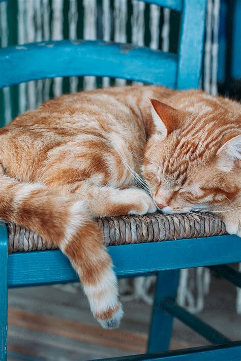 "Cat Sleeping On A Chair." by Stocksy Contributor "Beatrix Boros" - Stocksy