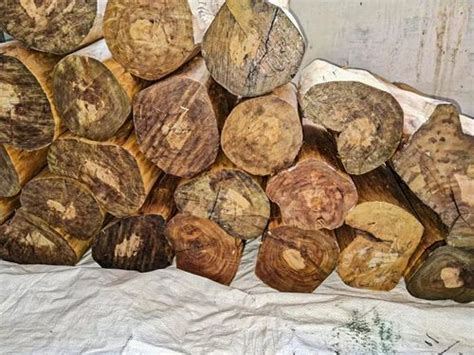 white sandalwood  kg white chandan  asansol id