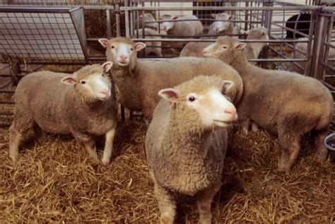 Genetically Modified Animals: From the Lab, To the Lab
