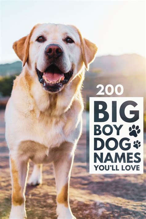 73 Boy Dog Names ideas in 2025 | boy dog names, puppy names, big dog names