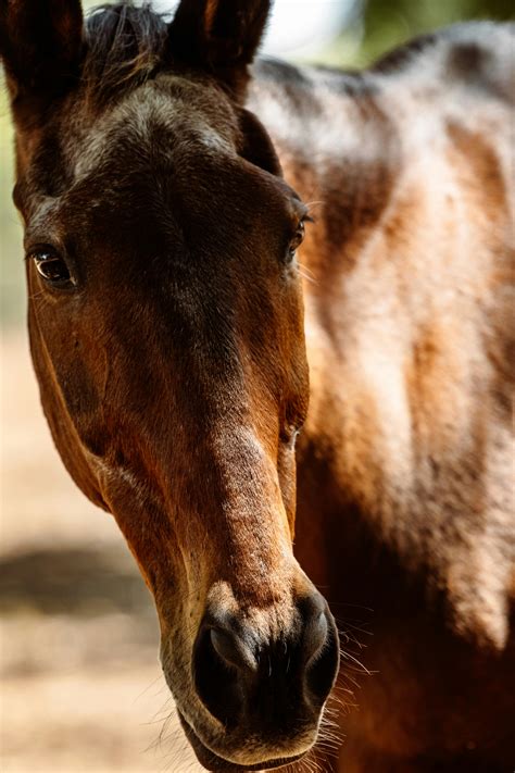 Close-up of Horse Nose · Free Stock Photo