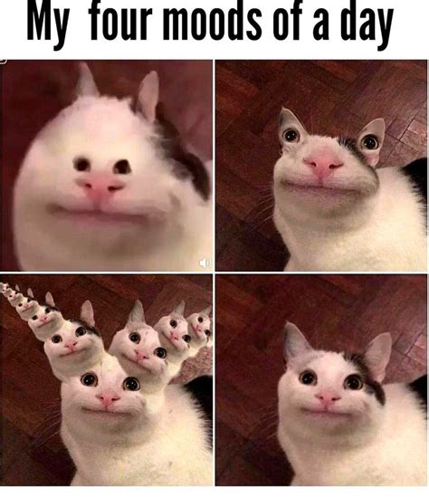 Sad Cat Meme Origin