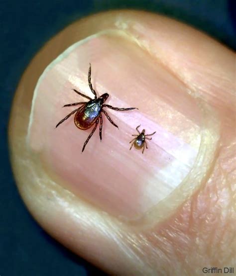 Blacklegged Tick or Deer Tick - Cooperative Extension: Tick Lab ...