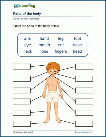 parts   body worskheet  learning