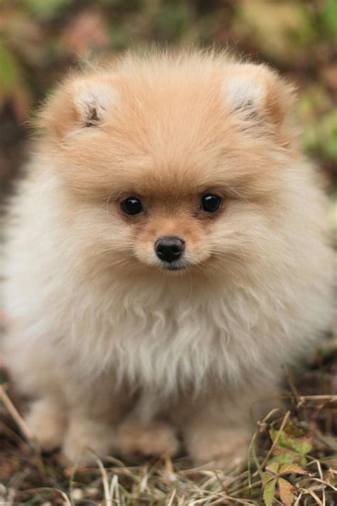 Pomeranian Puppies Wallpaper