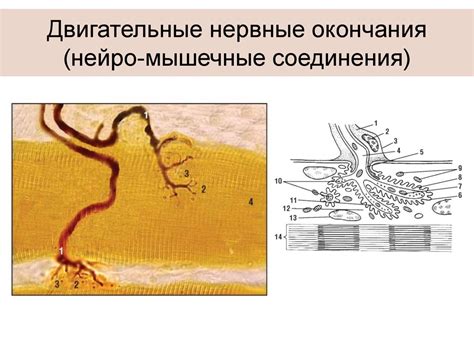 Нервная ткань - презентация онлайн