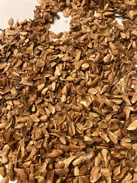 toona sinensis tree 5