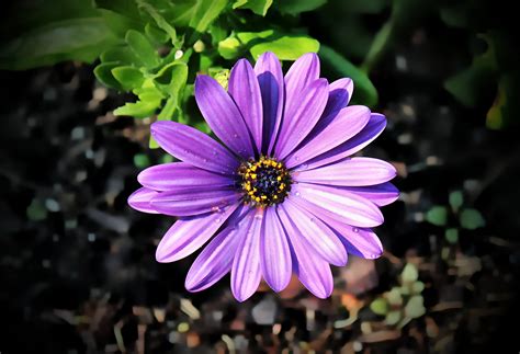 Purple African Daisy Blooms Graphic by JLBIMAGES · Creative Fabrica