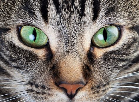 Cat's eyes - how cats see the world | Cat’s Best