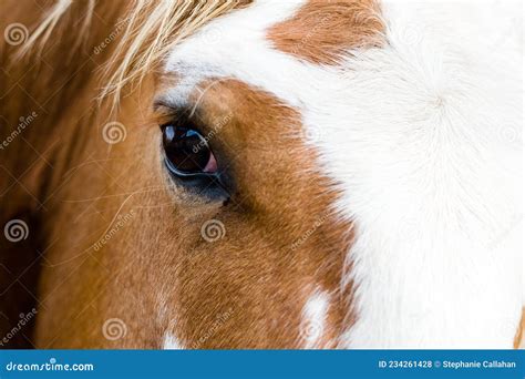 Close up of horse eye. stock photo. Image of drawing - 234261428