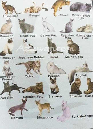 baka baka kucing terkenal
