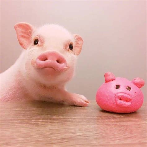 Pin on Mini-musk swine