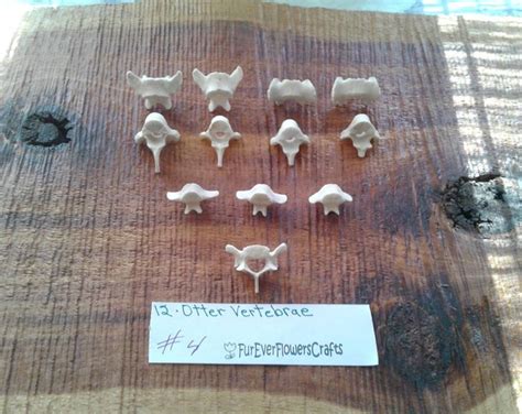 River Otter Bones/12 Pack/vertebraes/animal Bones/real Bone/taxidermy ...