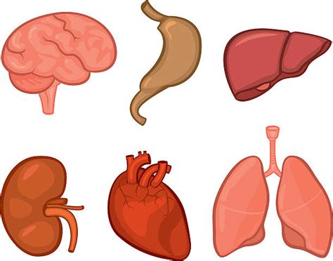 collection  organs clipart    organs clipart