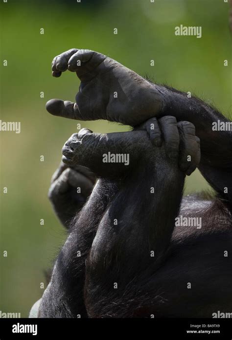 Chimpanzee feet hi-res stock photography and images - Alamy