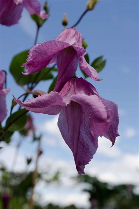 Clematis 'Alionushka' - Avail for Spring 2025 orders – Secret Garden ...