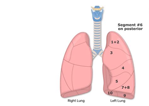 Bronchopulmonary Segments of the Lungs | Lung Segments | Tertiary