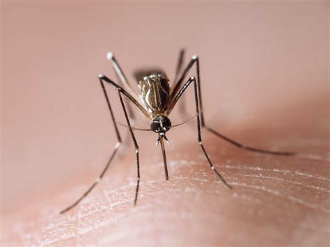 January mosquitoes. Concierge vaccinations. And other stuff that makes