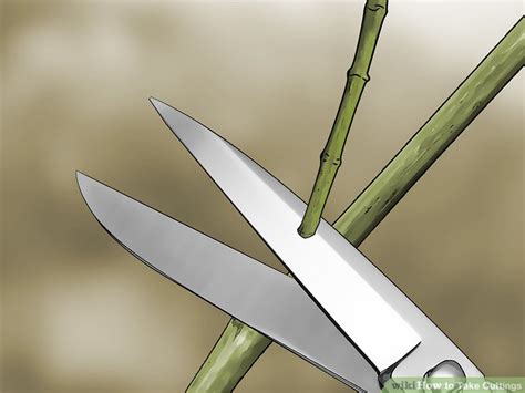 cuttings  steps  pictures wikihow life