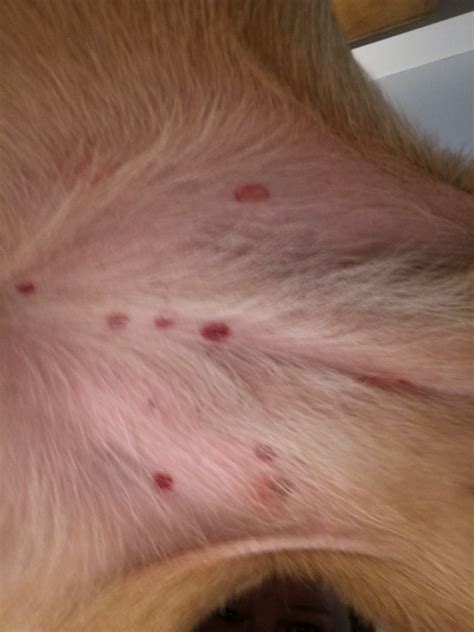 Do you know what would cause these red spots on my dog’s stomach? She ...
