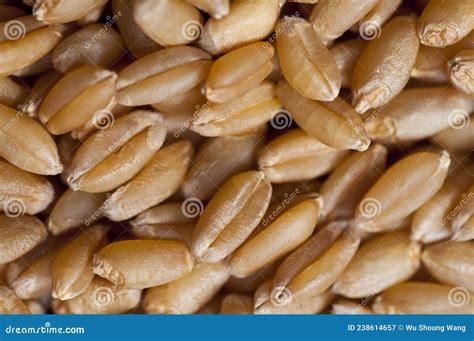 Human, Staple Food, Crops, Wheat Stock Image - Image of oats, protein ...