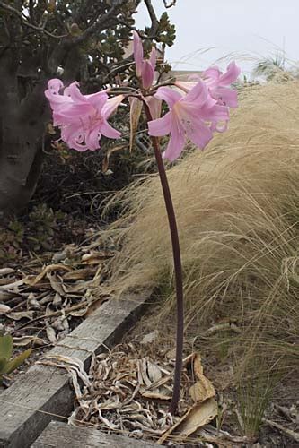 naked ladies  tarts lost   landscape