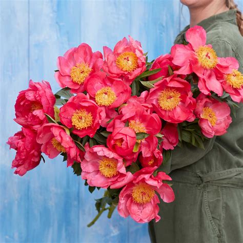 Peonies - Cytherea | Flower Bulbs | Eden Brothers