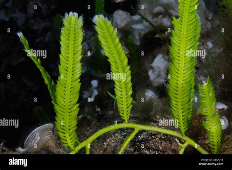 Killer alga, Caulerpa taxifolia, Elba Italy Mediterranean sea Stock ...