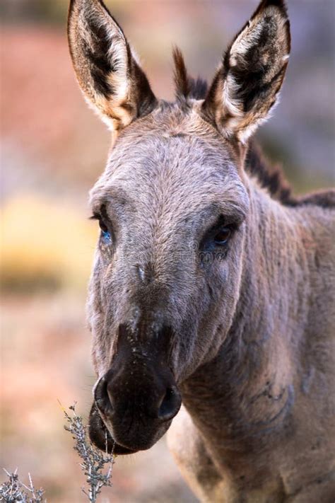 The Mighty Small Donkey Of The Southwest Unveiling The Unique Charm Of A Humble Hero