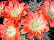 categoryechinocereus polyacanthus wikimedia commons