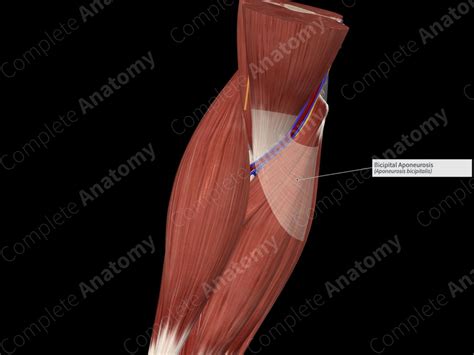 Bicipital Aponeurosis | Complete Anatomy