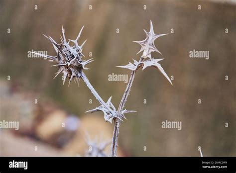 Texture background of a plant Stock Photo - Alamy