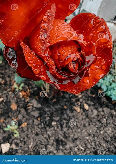 A Scarlet Rose in Raindrops on the Background of an Earthen Bed. Stock