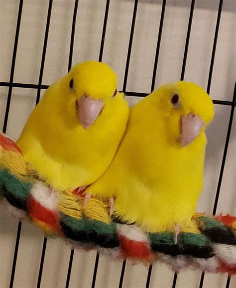 breeding pair  yellow pacific parrotlets