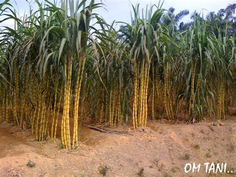 penataan varietas tebu
