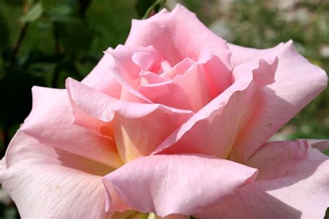 Free picture: pink rose flowers, rose petals, garden