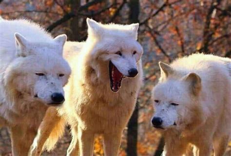 pin  alvvays  memes  quotes laugh meme wolf meme funny poses