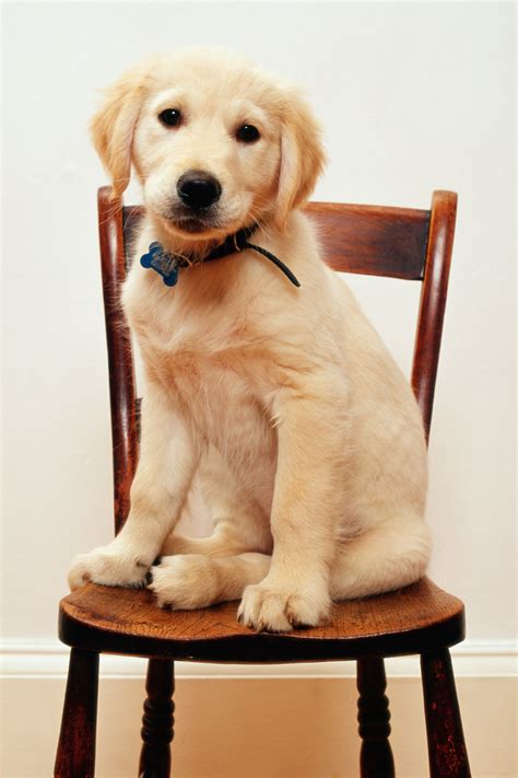 Cute Yellow Lab Puppy Names