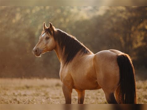 ARI Mustang (american) Stallion Buckskin in Maxsain