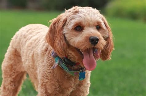 Cavapoo Haircuts - Different Types Explained - CavapooLove