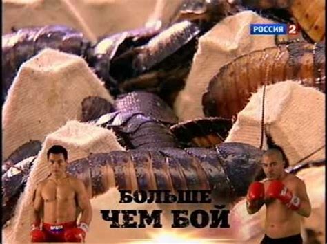 Мадагаскарские тараканы - YouTube