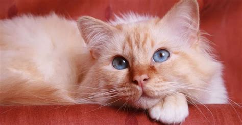 big hearted cat breeds   sweet    cat