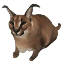 floppa cat price floppa  price chart market cap news today